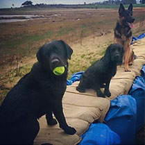 Storm, Gunner and Zak